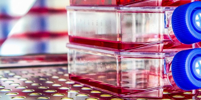 探索細(xì)胞培養(yǎng)瓶的奧秘