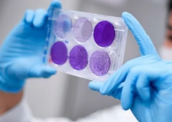 細(xì)胞培養(yǎng)板