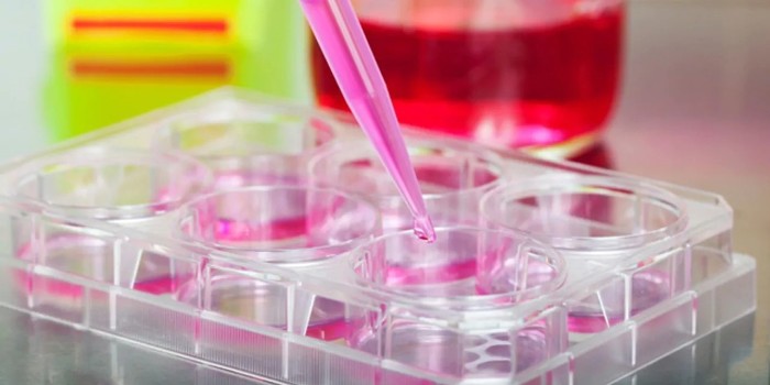 細(xì)胞培養(yǎng)質(zhì)量控制：重現(xiàn)性的關(guān)鍵